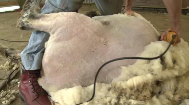 terbuat dari apakah kain wol